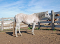 (Kelly) Badlands Silver Miss